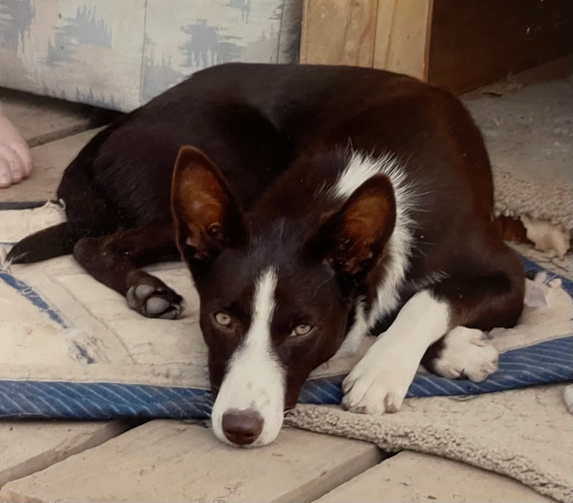 Max the Kelpie, the dog behind the Max's Group name